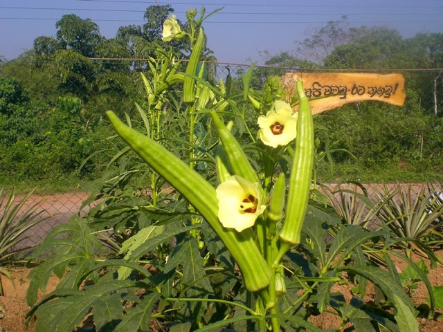 DOMPE-DSGARDEN--003