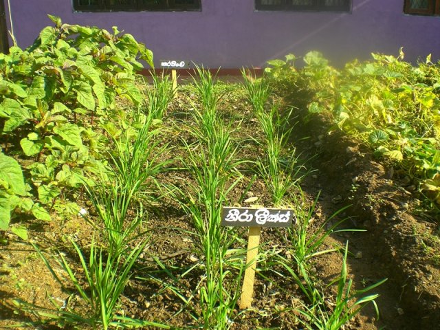 DOMPE-DSGARDEN--005