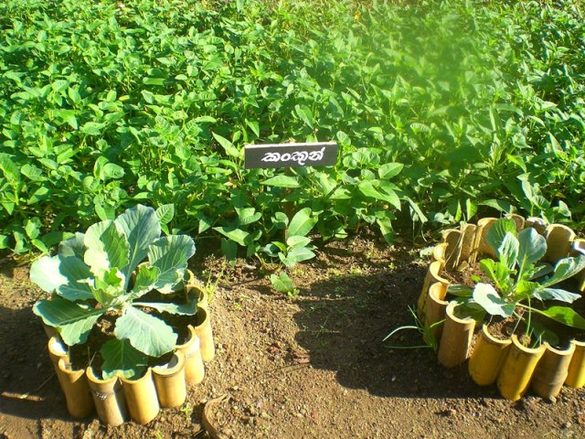 DOMPE-DSGARDEN--006