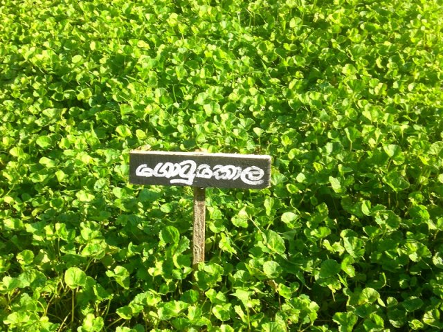 DOMPE-DSGARDEN--007