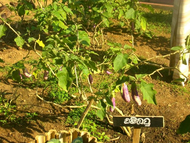 DOMPE-DSGARDEN--008