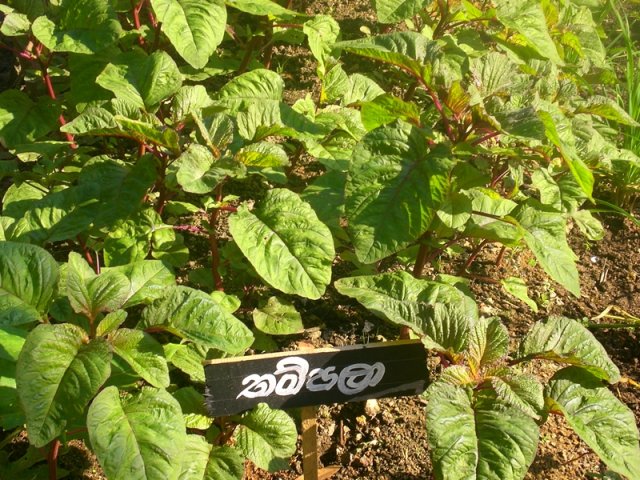 DOMPE-DSGARDEN--011