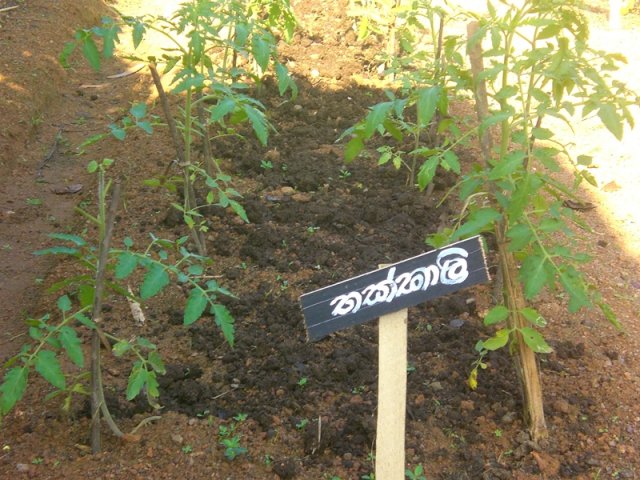DOMPE-DSGARDEN--013