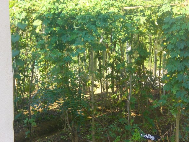 DOMPE-DSGARDEN--015