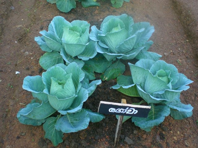DOMPE-DSGARDEN--017