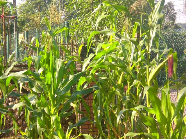 DOMPE-DSGARDEN--019