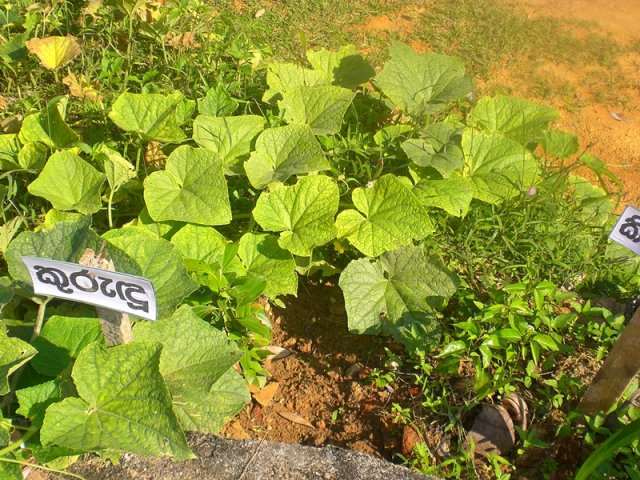DOMPE-DSGARDEN--023