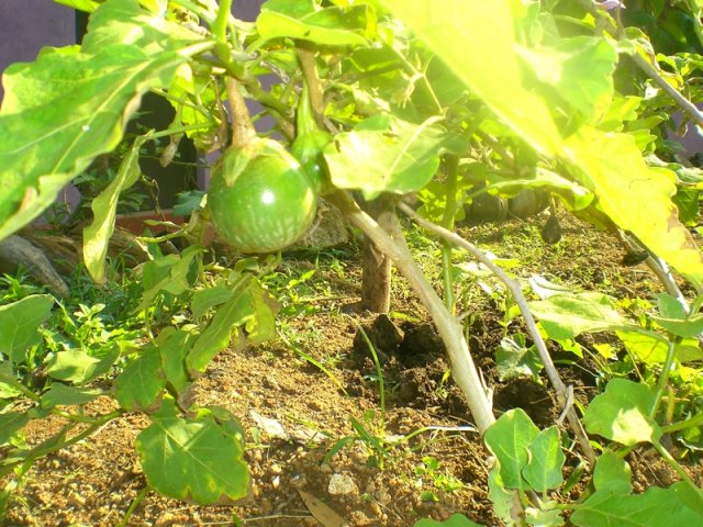 DOMPE-DSGARDEN--025