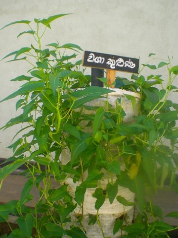 DOMPE-DSGARDEN--026