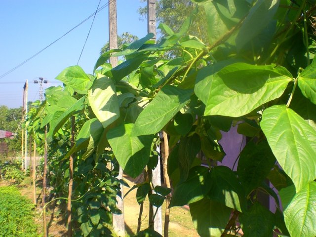 DOMPE-DSGARDEN--027