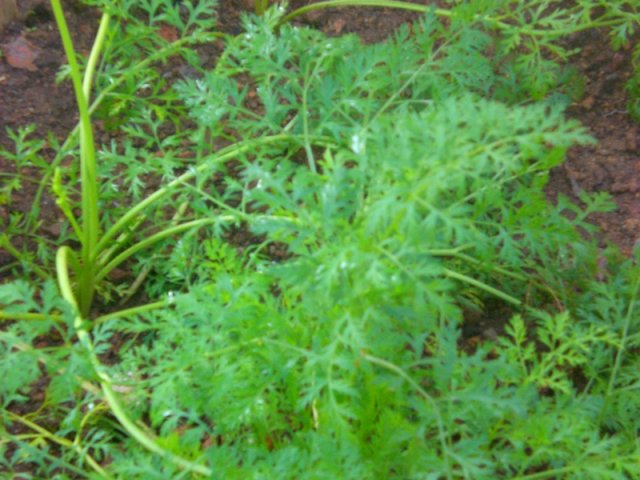 DOMPE-DSGARDEN--028