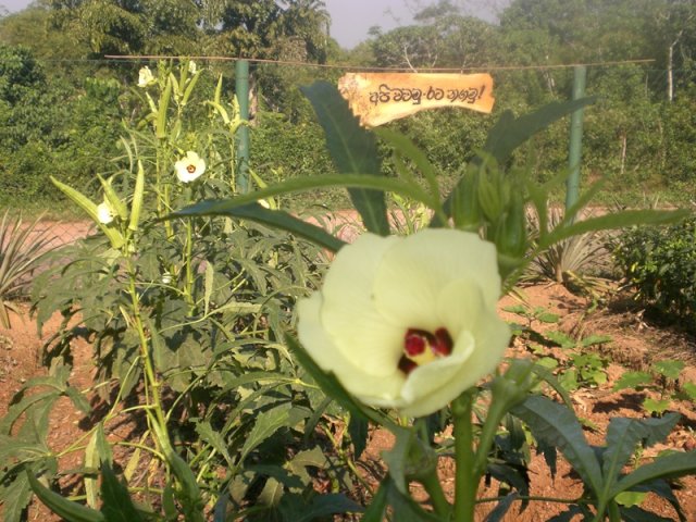 DOMPE-DSGARDEN--029