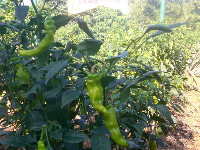 DOMPE-DSGARDEN--030