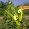 DOMPE-DSGARDEN--003