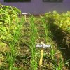 DOMPE-DSGARDEN--005