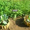 DOMPE-DSGARDEN--006