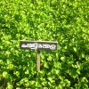 DOMPE-DSGARDEN--007