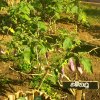 DOMPE-DSGARDEN--008