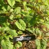DOMPE-DSGARDEN--011