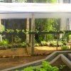 DOMPE-DSGARDEN--012
