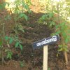 DOMPE-DSGARDEN--013