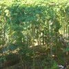 DOMPE-DSGARDEN--015