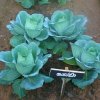 DOMPE-DSGARDEN--017