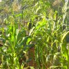 DOMPE-DSGARDEN--019