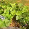 DOMPE-DSGARDEN--023