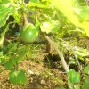 DOMPE-DSGARDEN--025