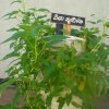 DOMPE-DSGARDEN--026