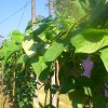 DOMPE-DSGARDEN--027