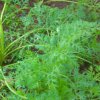 DOMPE-DSGARDEN--028