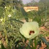 DOMPE-DSGARDEN--029