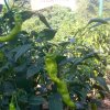 DOMPE-DSGARDEN--030