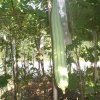 DOMPE-DSGARDEN--031